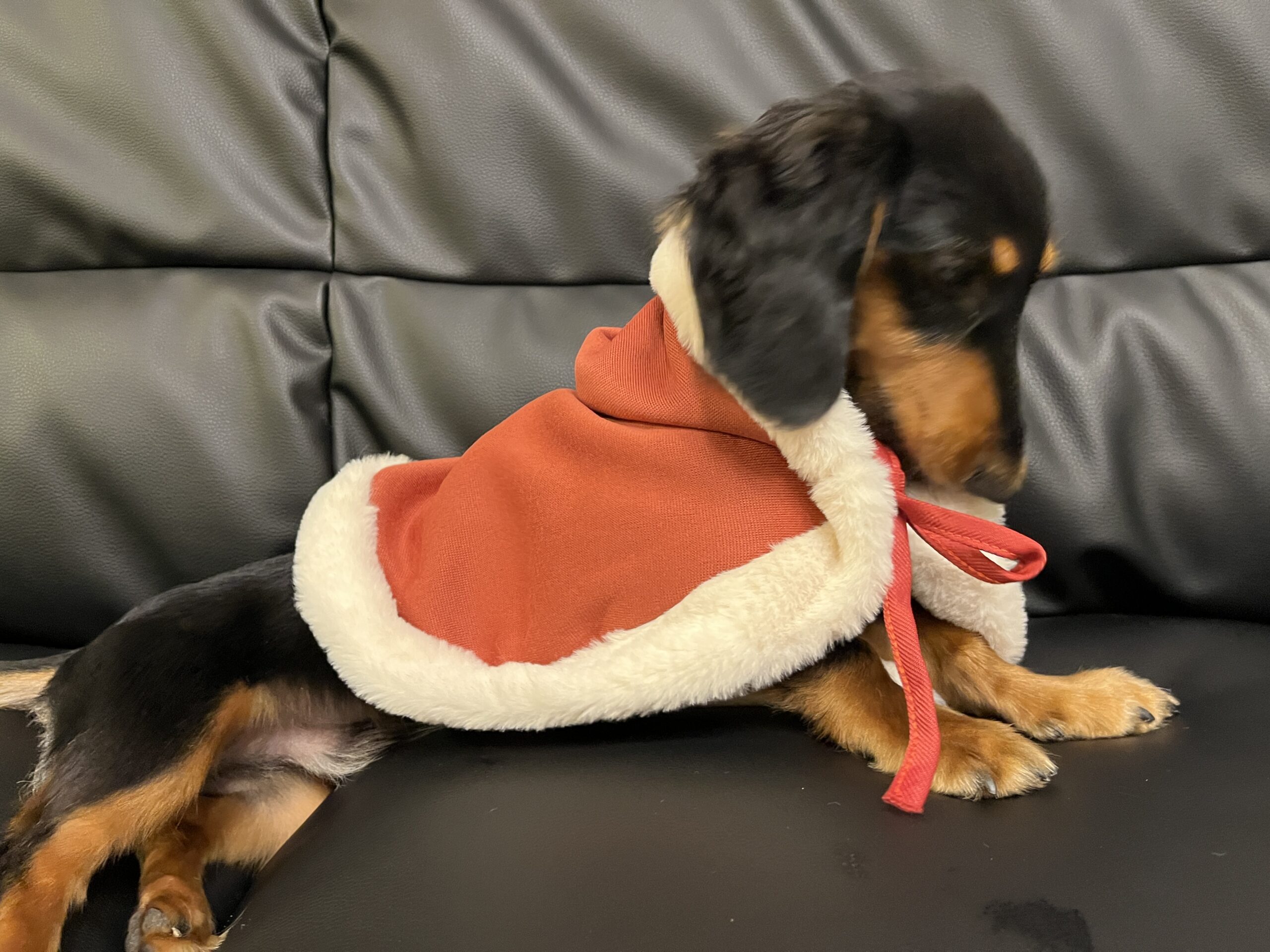 スリコ犬グッズ：ペット用サンタケープが可愛い3coinsクリスマス
