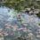 モネの池はがっかり？加工なしの写真を撮ってみたが絵画になってる？